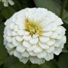 ZINNIA Polar Bear WHITE 50 Seeds