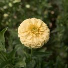 ZINNIA Isabellina CREAMY YELLOW 40 Seeds