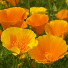 CALIFORNIAN POPPY Aurantiaca Orange 350 Seeds