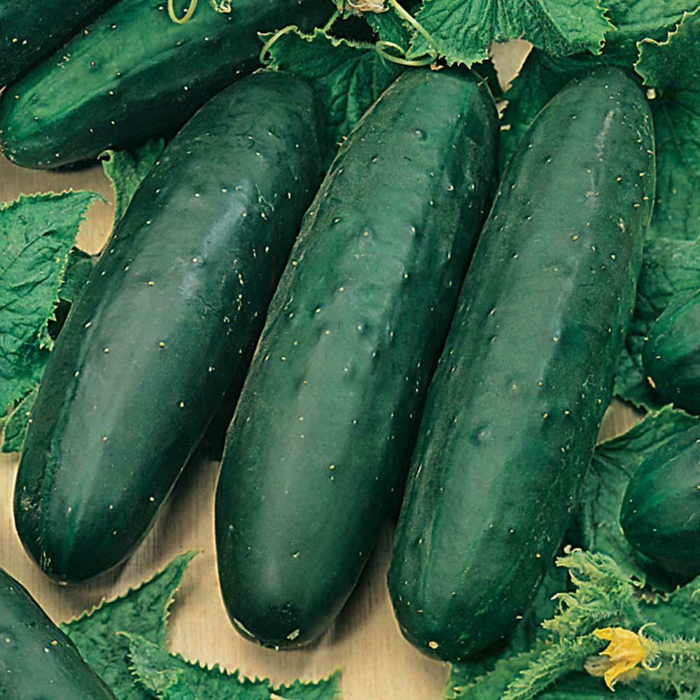 Cucumber MARKETMORE 15 Seeds