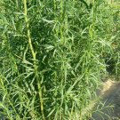 TARRAGON 'Russian' 50 Seeds