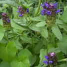 SELF HEAL ‘Prunella’ 25 RARE seeds