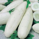Cucumber LONG WHITE 10 Seeds
