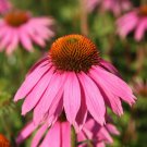 ECHINACEA PURPUREA 30 Seeds