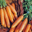 BABY AMSTERDAM CARROT 100 Seeds