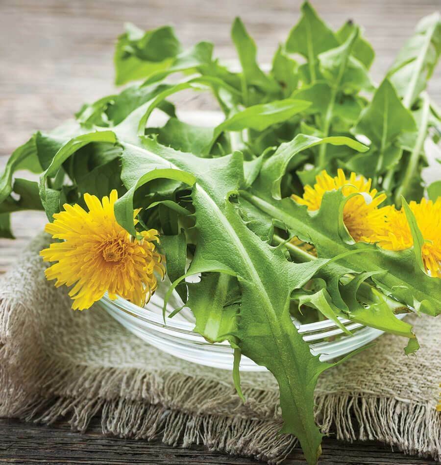 DANDELION 90 Seeds
