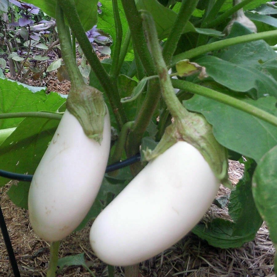 EGGPLANT Casper 10 Seeds