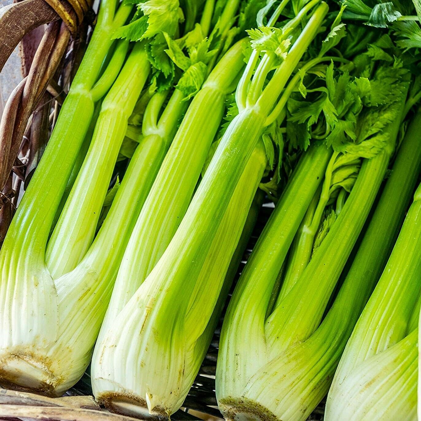 CELERY Tall Utah 500 Seeds
