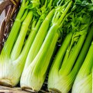 CELERY Tall Utah 500 Seeds