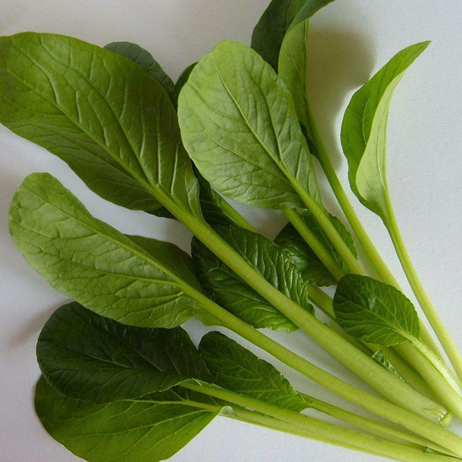 KOMATSUNA 100 Seeds