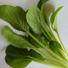 KOMATSUNA 100 Seeds
