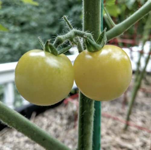 TOMATO WHITE CHERRY 15 Seeds