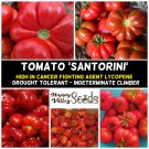 TOMATO Santorini HEIRLOOM 15 Seeds