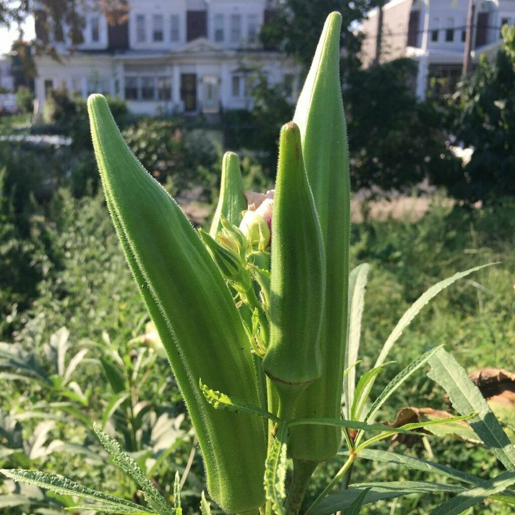 Okra 'CLEMSONS SPINELESS' 15 Seeds