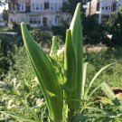 Okra 'CLEMSONS SPINELESS' 15 Seeds
