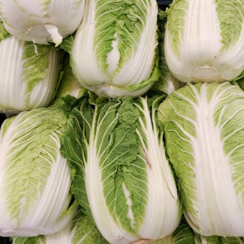 Chinese Cabbage ONE KILO SLOW BOLT 75 Seeds