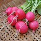 Radish PINK BEAUTY 50 Seeds
