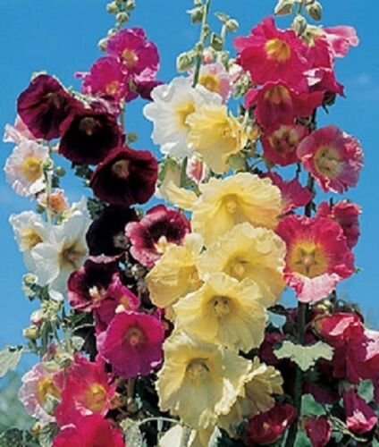 RARE! 11 FT TALL GIANT DANISH HOLLYHOCK FLOWER 50 SEEDS