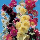 RARE! 11 FT TALL GIANT DANISH HOLLYHOCK FLOWER 50 SEEDS