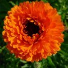 DOUBLE CALENDULA NEON ORANGE FLOWER 40 SEEDS