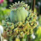 PAPAVER HEN & CHICKENS / ANNUAL FLOWER 40 SEEDS