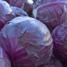 CABBAGE Red Acre 100 Seeds