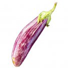 Eggplant 'TSAKONIKI' 15 Seeds