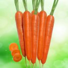 Carrot RED KURODA 100 Seeds