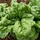 SPINACH Bloomsdale LONG STANDING 50 Seeds