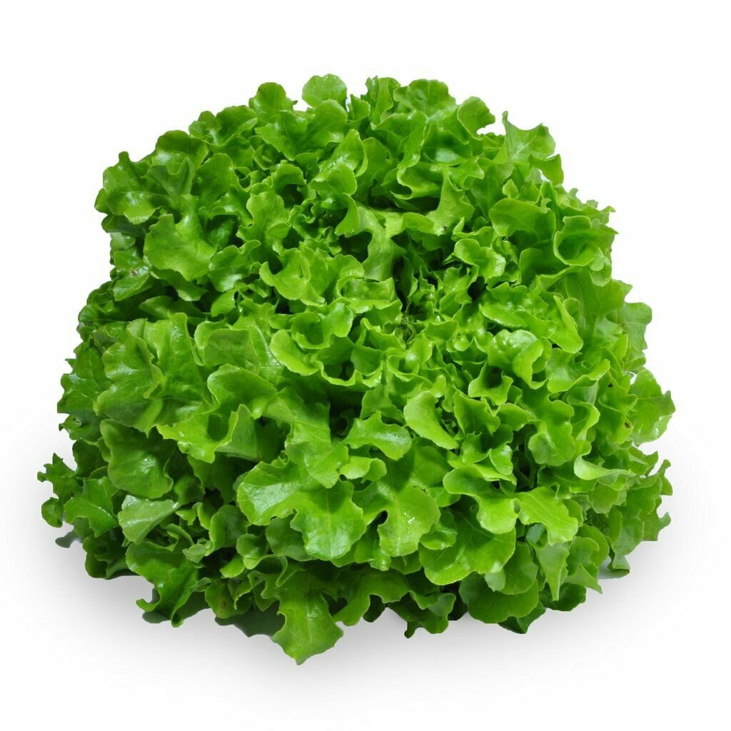 LETTUCE Oakleaf Green 150 Seeds