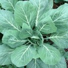 COLLARDS GREENS CHAMPION 50 Seeds