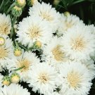 CORNFLOWER WHITE BALL 80 Seeds