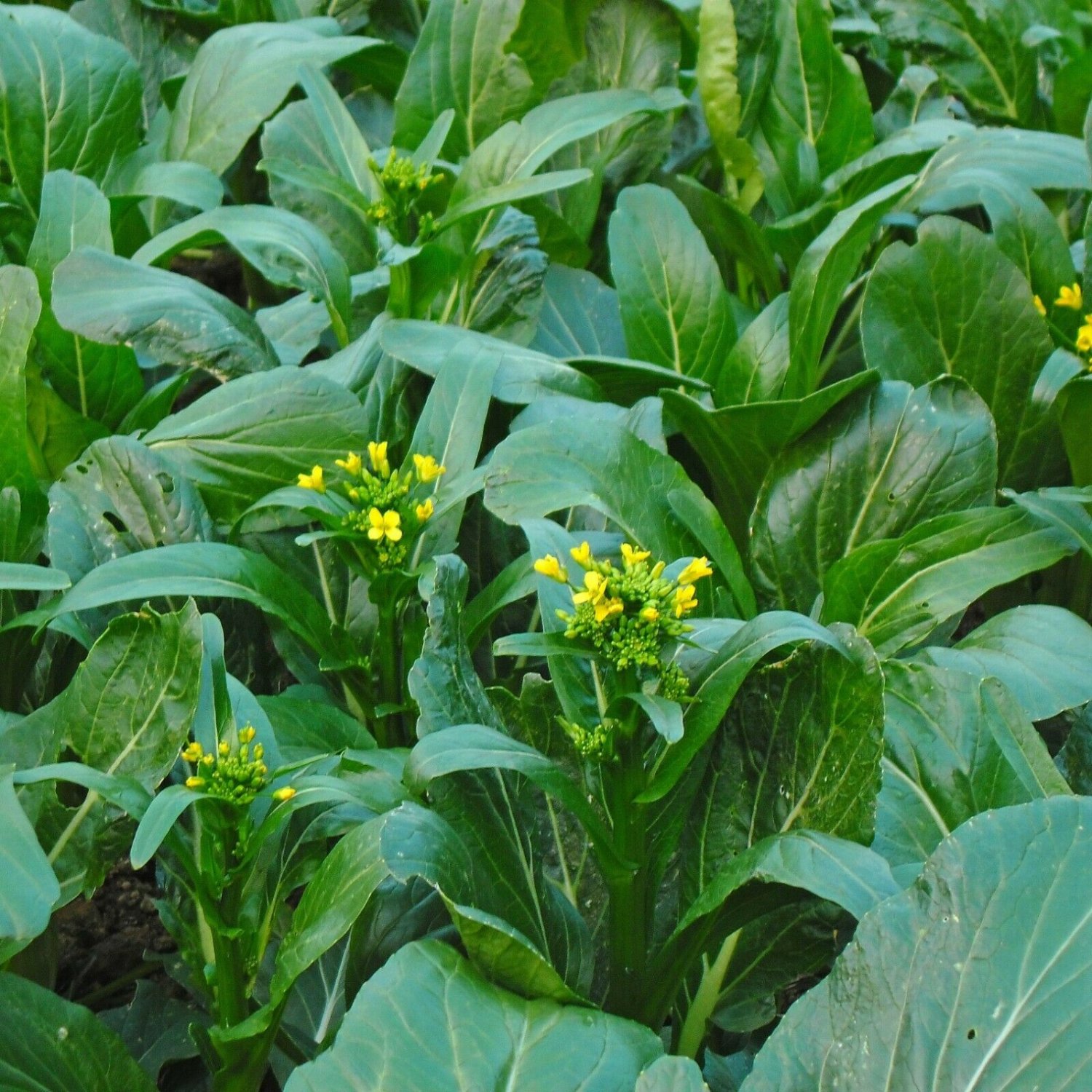 CHOI SUM 100 Seeds