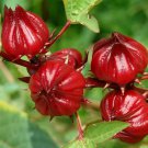 ROSELLA 15 Seeds