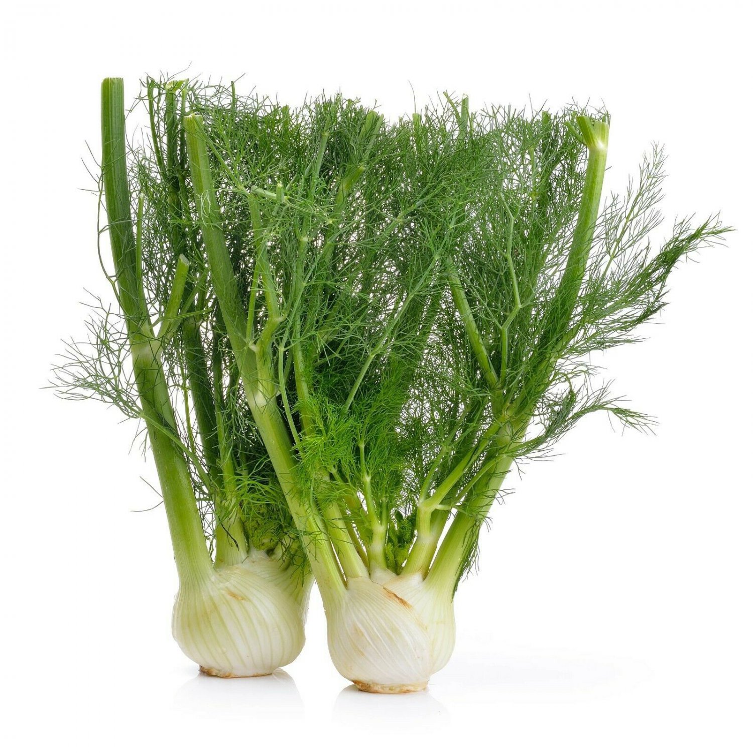 FENNEL FLORENCE 50 Seeds