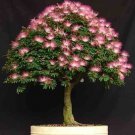 Dwarf Pink Mimosa Tree 5 Seeds
