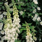 White Foxglove 50 Seeds
