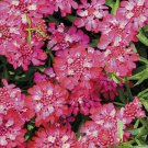 Bright Pink Candytuft 50 Seeds