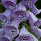 Purple Foxglove 50 Seeds