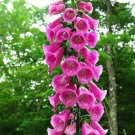 Pink Foxglove 50  Seeds