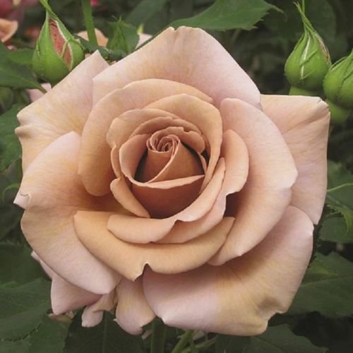 Brown Rose 10 Seeds
