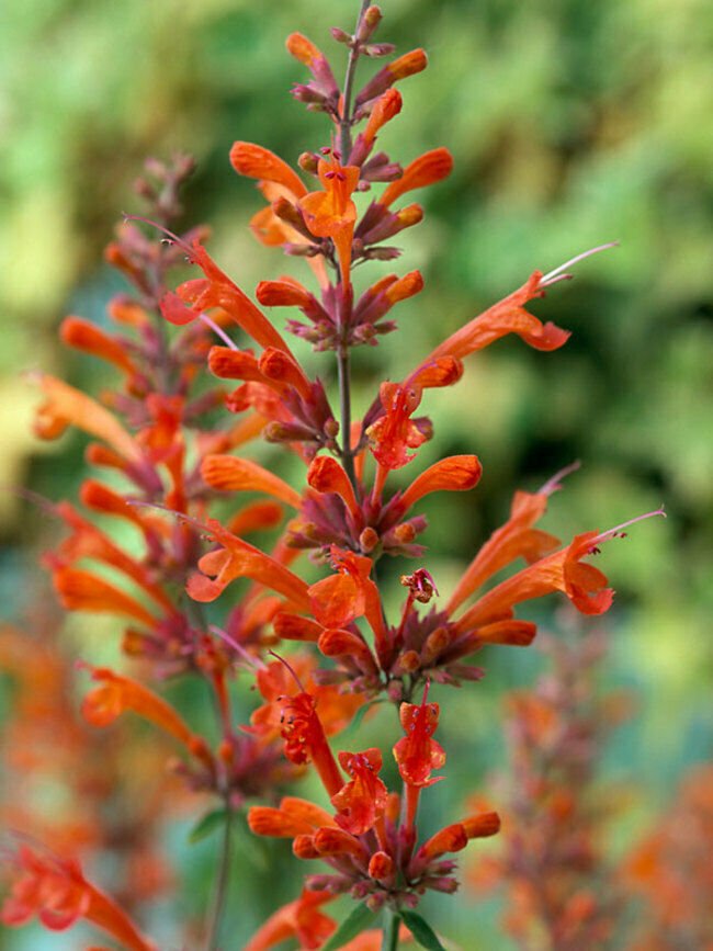 Red Hyssop 100 Seeds
