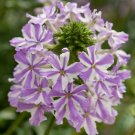 Light Purple Star Verbena 50 Seeds