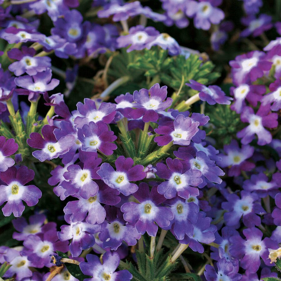 Purple White Verbena 50  Seed