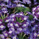 Purple White Verbena 50  Seed