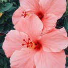 Salmon Pink Hibiscus 20 Seeds