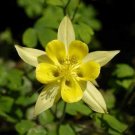Yellow Columbine 50 Seeds