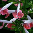 Pink White Salvia 50 Seeds