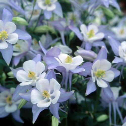 Light Blue White Columbine 50  Seeds