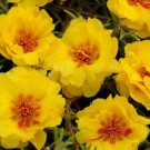 Double Yellow Moss Rose 100 Seeds